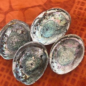 Iridescent Abalone Shells Set of 4